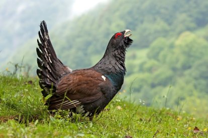 El macho de urogallo destaca por su gran tamaño, su plumaje oscuro y su característico comportamiento nupcial.