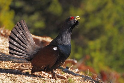 Urogallo cantábrico