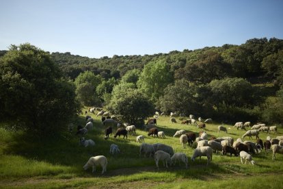Un rebaño de ovejas pasta en un paraje de Toledo.