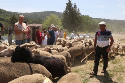 Las ovejas merinas fueron recibidas por el públlico a la entrada de la era de Prioro.