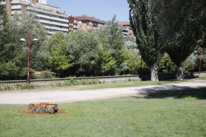 Sólo queda el tocón del álamo blanco talado en el paseo de la Condesa de León.