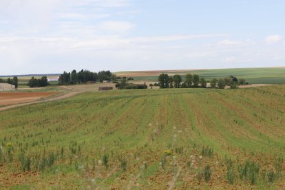 Finca de cultivo en la zona regable de Valderas-Gordoncillo.
