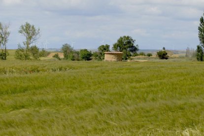 Parcela de cebada en Escobar de Campos.