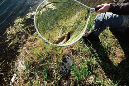 La temporada de pesca discurre en este tramo de la mejor manera posible para los aficionados.