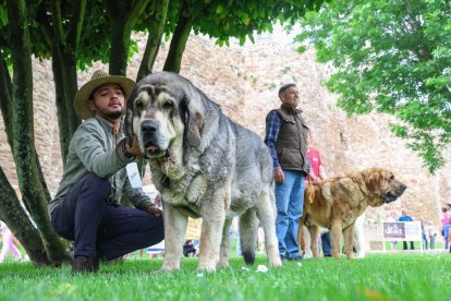 Ejemplares en el concurso de mastines celebrado el pasado mes de mayo en Astorga.