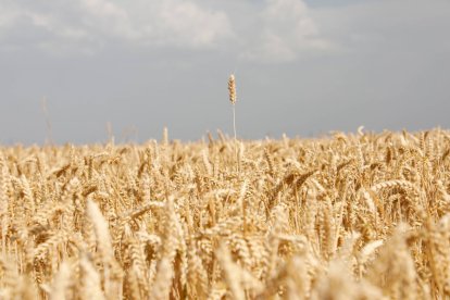 El trigo es uno de los cereales que más incremento ha experimentado.