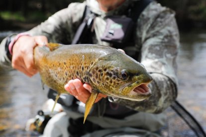 La trucha es la reina de la temporada de pesca.