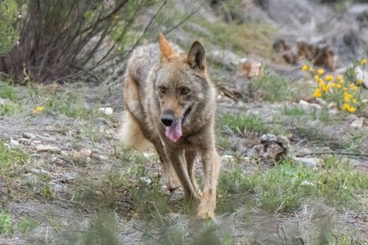 Un ejemplar de lobo ibérico.