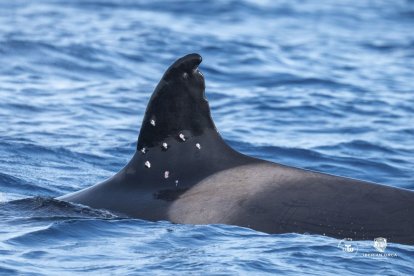 Conservacionistas han alertado de la aparición de múltiples heridas en una orca ibéricao.