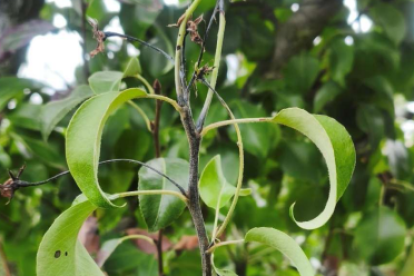 Refloración de verano de peral infectada por Fuego bacteriano: las hojas aún se mantienen verdes pero ya se puede apreciar el tallo con síntomas claros de necrosis