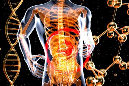 El metabolismo interviene en procesos relacionados con la glucosa, los lípidos, la presión arterial y la producción hormonal, aspectos que David Perlmutter conecta en su explicación sobre salud metabólica