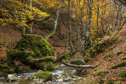Arroyo de la Ciñera a su paso por el faedo más famoso de León