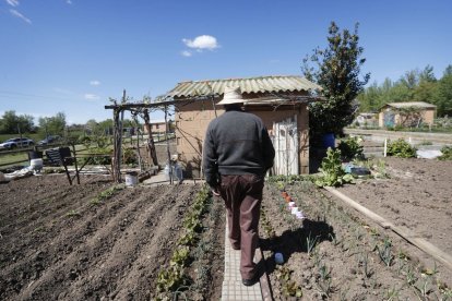 La idea es promover el autocultivo hortícola.