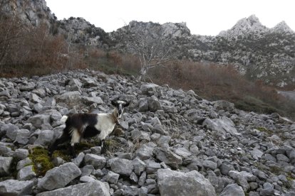 Un rincón de Picos de Europa, una de las Reservas de la Biosfera con las que cuenta León.