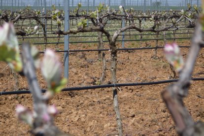BODEGA MELGARAJO SA