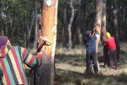 Un grupo de resineros realiza su trabajo en la zona de Tabuyo del Monte