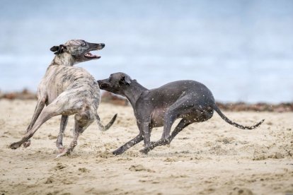 Los galgos son los perros de caza más castigados.
