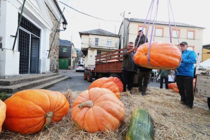 Algunas de las calabazas que participaron en el concurso