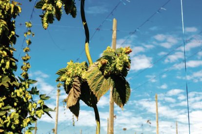 Lúpulo en una plantación de la zona de la ribera del Órbigo, donde es uno de los cultivos más importantes.