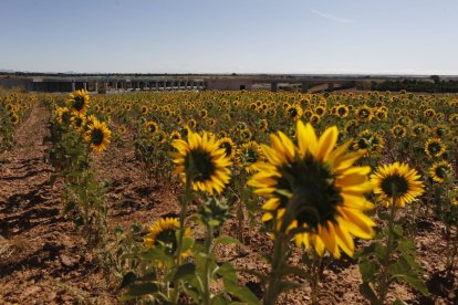 Un campo de girasol en la provincia leonesa, donde está ganando superficie.
