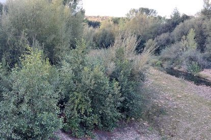 Tramo del Boeza a su paso por Villaerde de los Cestos