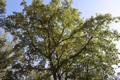 CyL es una de las grandes zonas forestales de Europa.