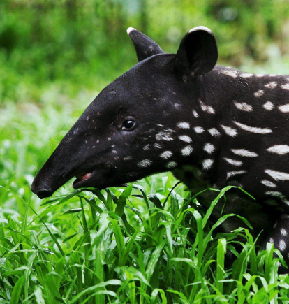 Cría de tres meses de tapir malayo . EFE/How Hwee Young