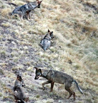 Ejemplares de lobos de una manada en su hábitat en las montañas de Riaño.