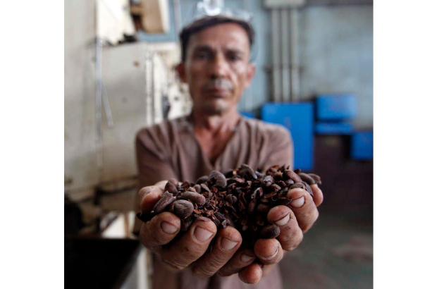 Un hombre que muestra granos de cacao para chocolates en Baracoa. ERNESTO MASTRASCUSA