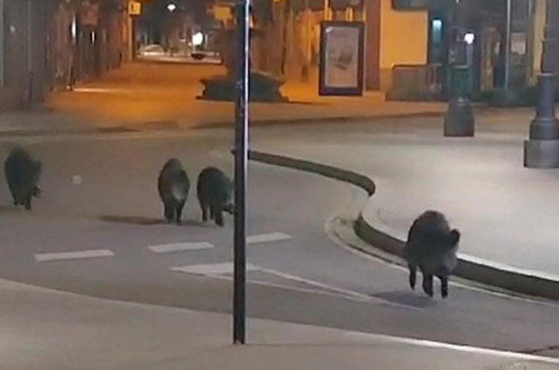 Un grupo de jabalíes se pasea de noche por el centro de Ponferrada