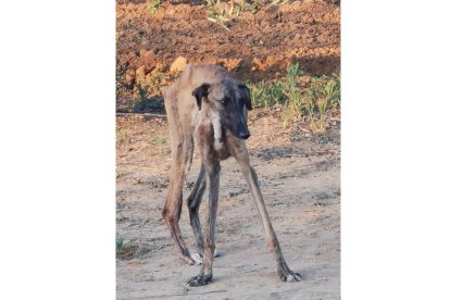 Un galgo abandonado intenta sostenerse en pie. EL BURRITO FELIZ