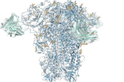Reconstrucción de AlphaFold 3 de la proteína Spike de un virus del resfriado común. Imagen de DeepMind. EFE