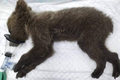 El osezno en el centro de recuperación de Valladolid. 