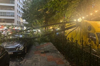 Una rama de grandes dimensiones ha caído sobre una furgoneta de la Food Truck y un Mercedes.