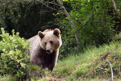 Imagen de un oso cantábrico