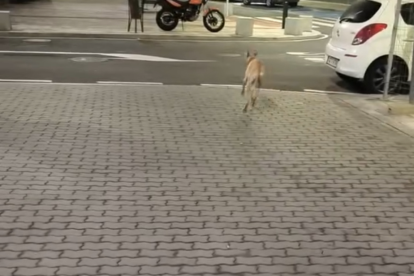 Rigodón huyendo por León.