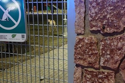 Foto 4: Rigodón encerrado en un parque de la carretera de Asturias gracias a la colaboración de la Patrulla Verde de la Policía Local, ya a salvo después de siete días de búsqueda.