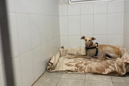 Rigodón a salvo de nuevo en la Protectora de León.