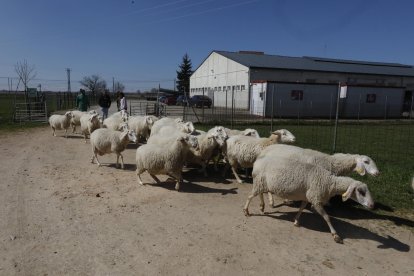Ovejas en el Instituto de Ganadería de Montaña del CSIC-ULE en Grulleros.
