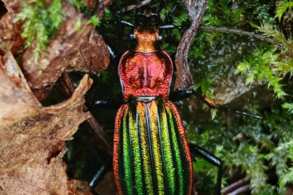 Foto de Biomaratón en Busmayo , Innaturalist Carabus Lineatus.