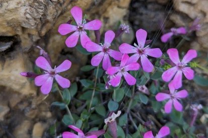 Inaturalist Petrocoptis Grandiflora.