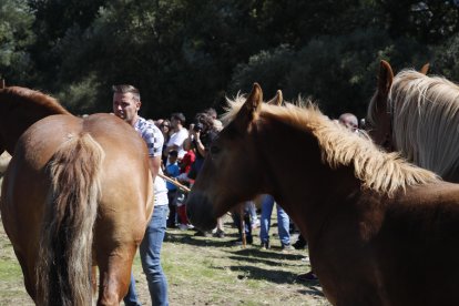 XXXVI edición del concurso de caballos Hispano-Bretón.
