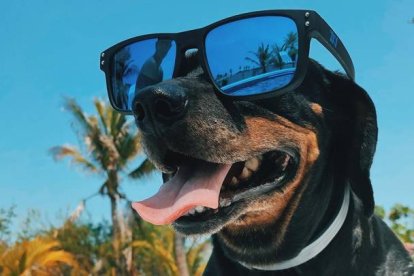 Los perros necesitan crema de protección solar canina y algunos hasta gafas de sol para protegerse de los rayos.