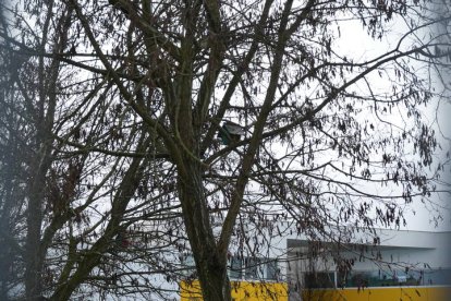 Casitas-nido instaladas por el Ayuntamiento de Villaquilambre en las proximidades del CRA para que aniden herrerillos y carboneros, depredadores naturales de la procesionaria. J.NOTARIO