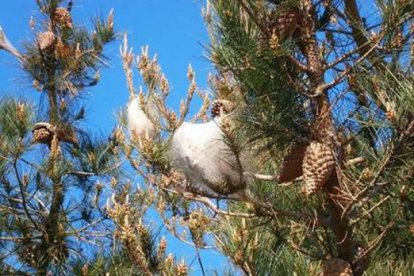 Bolsones de procesionarias en un árbol de León. DL