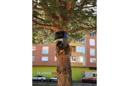 Trampa mecánica para impedir que la procesionaria llegue al suelo. DL