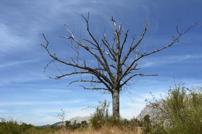 'Árbol sin vida'. De José Diego Omaña Mielgo. En Villalfeide.