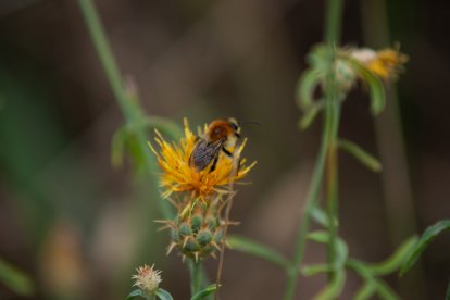 'Abeja recolectora'. De Enrique García Coca. En Portilla de la Reina.