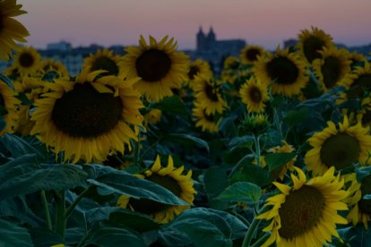 'Un verano, una catedral desde un campo de girasoles'. De Ricardo Fernández López. En Astorga