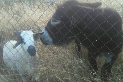 'Amigos animales'. De Eutiquiano Valladares García. En Villaobispo.
